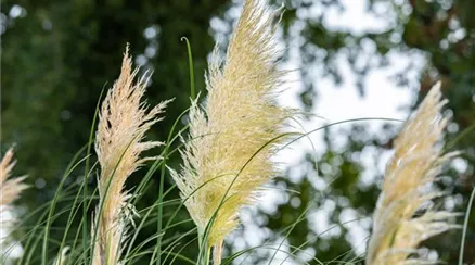 Cortaderia selloana Cortaderia selloana