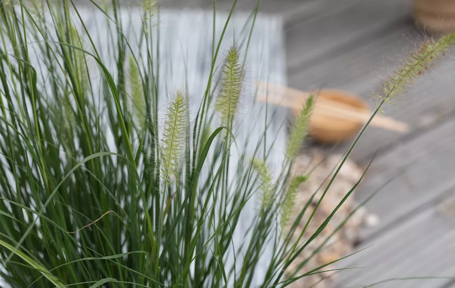 Pennisetum alopecuroides 'Hameln' Pennisetum alopecuroides 'Hameln'