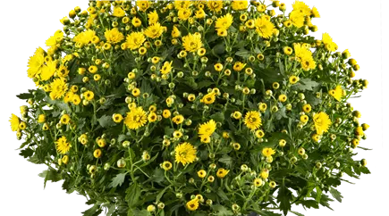 Chrysanthemum Chrysanthemum