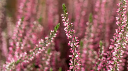 Calluna vulgaris Gardengirls® Calluna vulgaris Gardengirls®