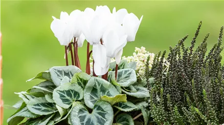 Pflanzgefäß im Ambiente Pflanzgefäß im Ambiente
